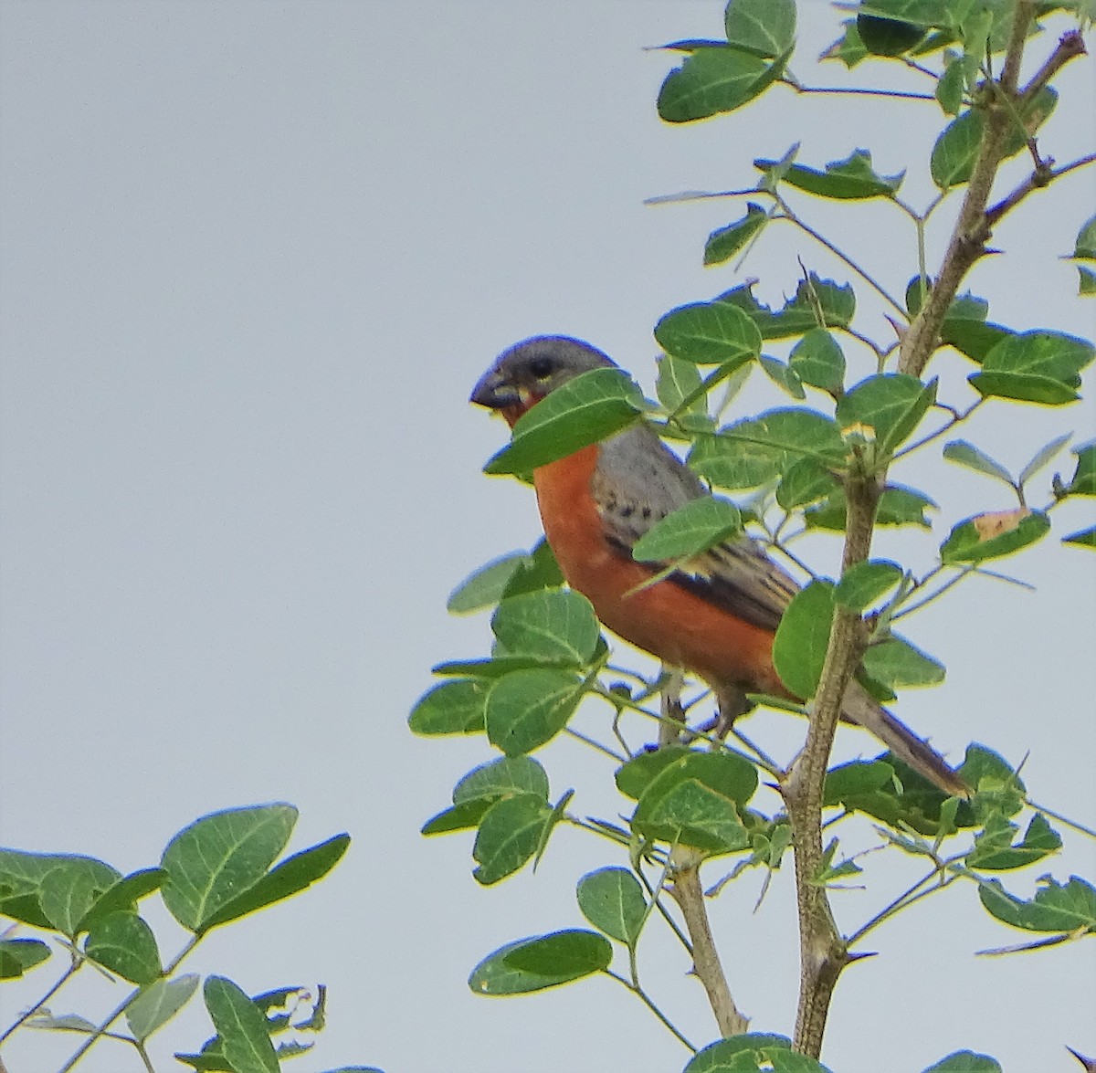 Ruddy-breasted Seedeater - Alfonso Auerbach