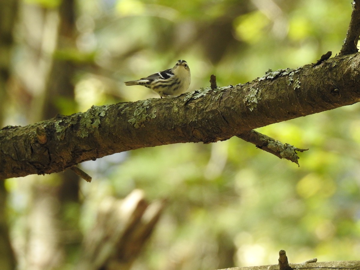 Black-and-white Warbler - ML159411141