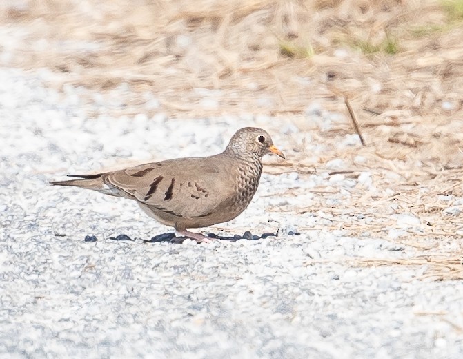 Common Ground Dove - ML159411151