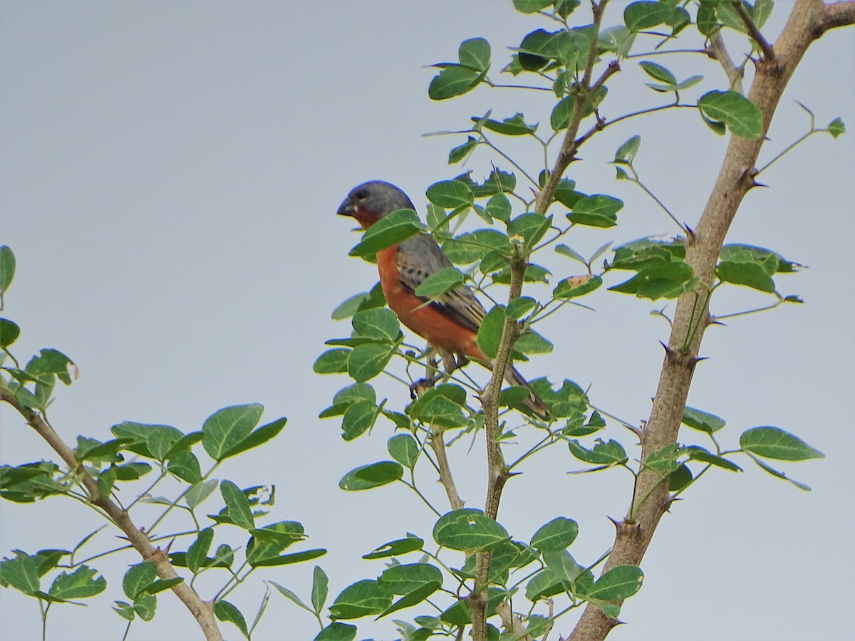 Ruddy-breasted Seedeater - ML159411211