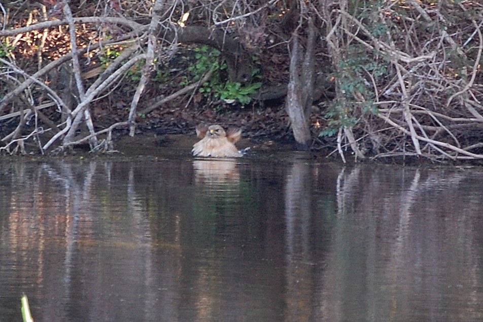 Red-shouldered Hawk - Heather Peyton