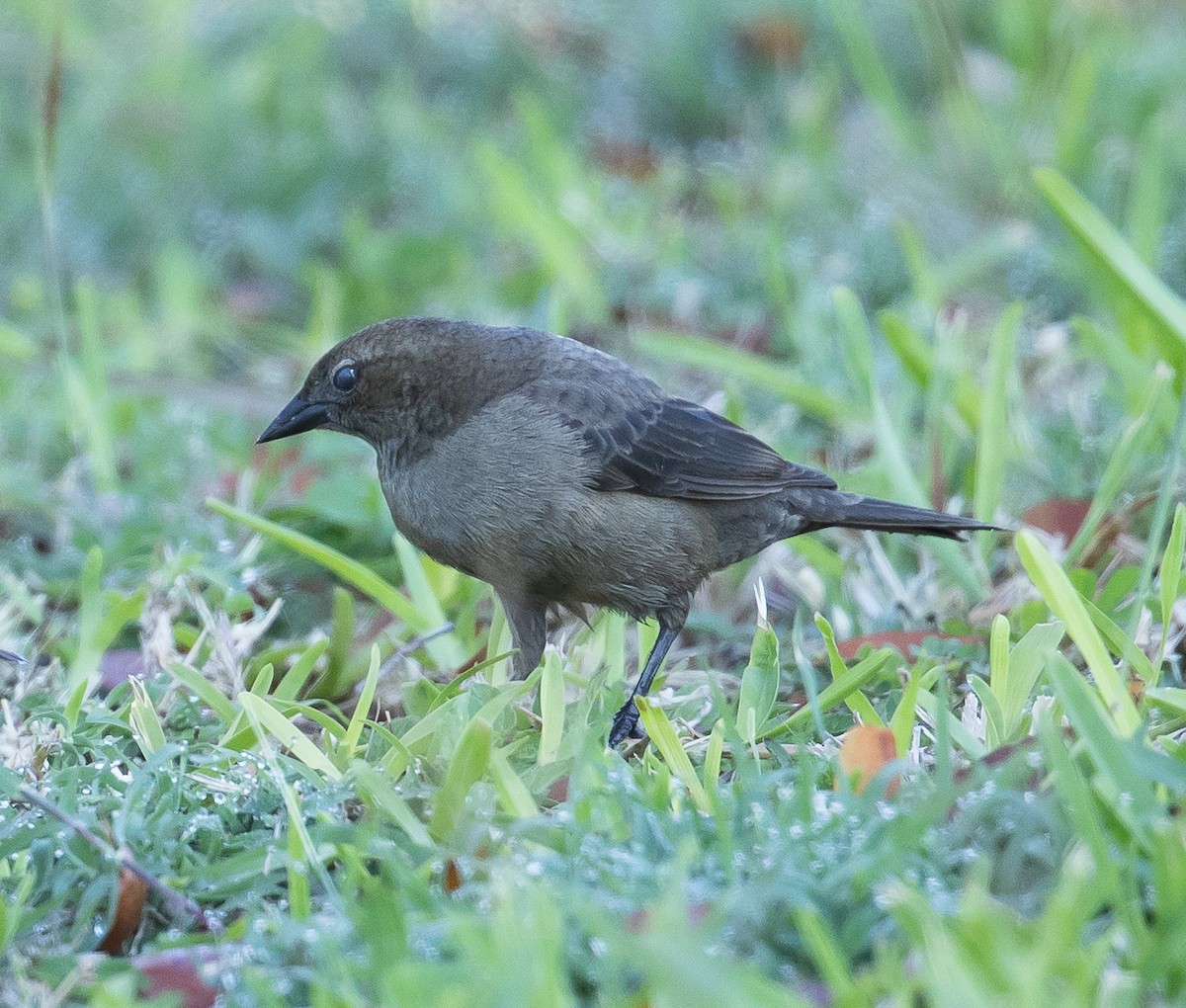 Shiny Cowbird - ML159411961