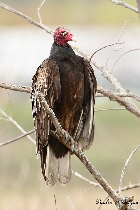 Turkey Vulture - Paulin Rodrigue