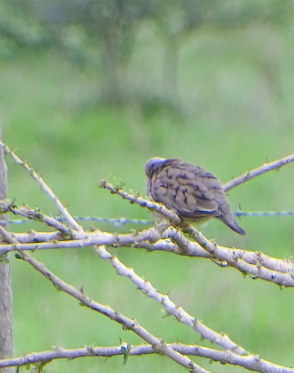 Columbina Menuda - ML159412171