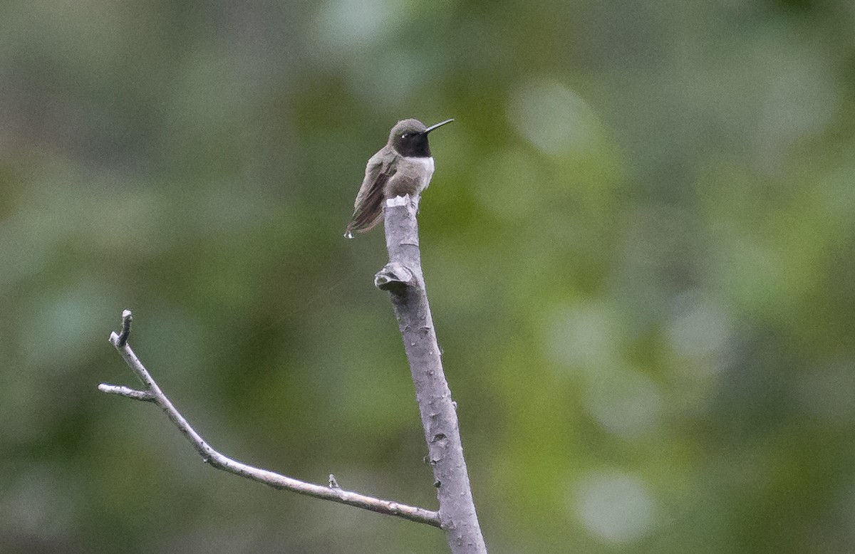 Black-chinned Hummingbird - Mark Gardiner