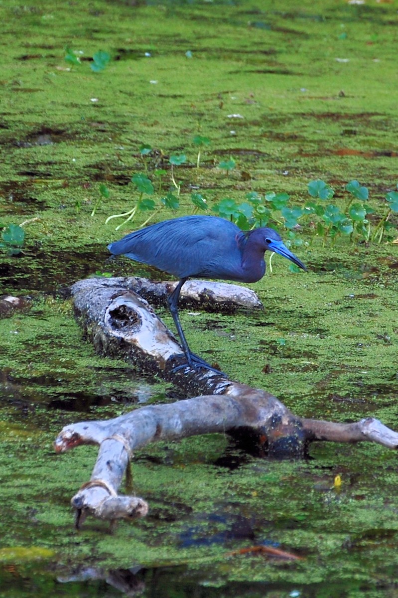 Little Blue Heron - ML159413491