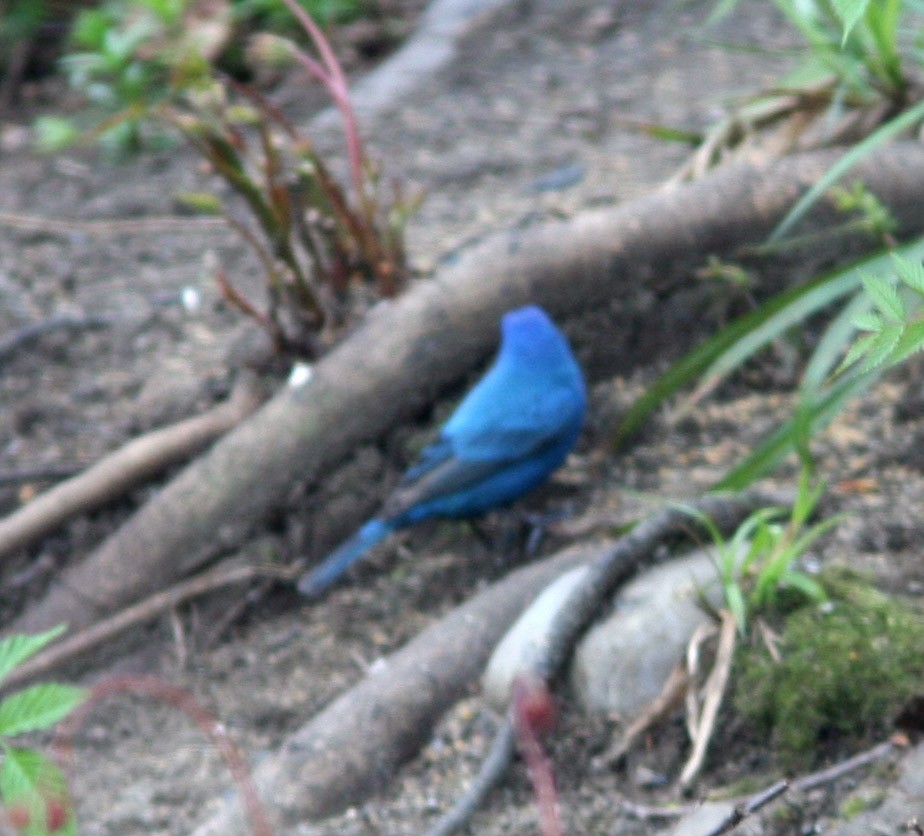 Indigo Bunting - ML159414491