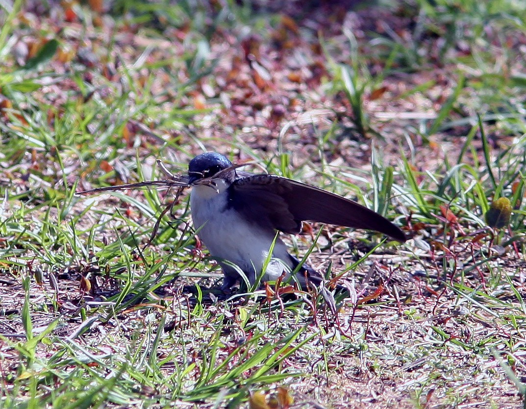 Tree Swallow - ML159414881