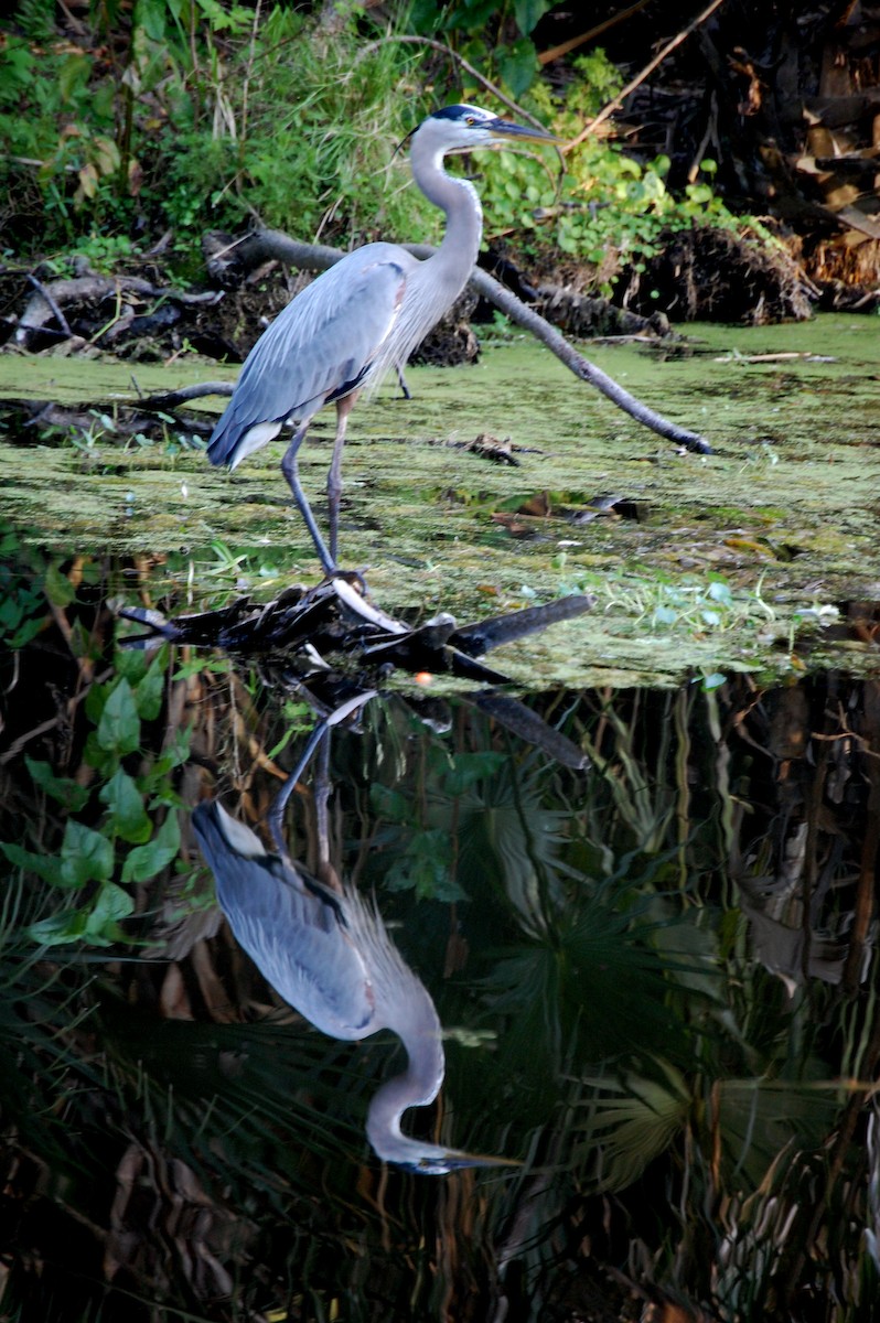 Garza Azulada - ML159414971