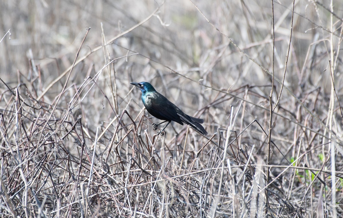 Common Grackle - ML159415181