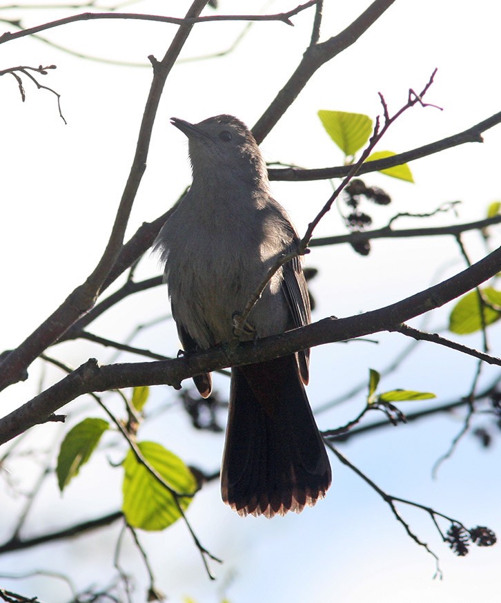 Gray Catbird - ML159415271
