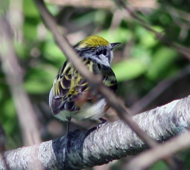 Chestnut-sided Warbler - ML159415471