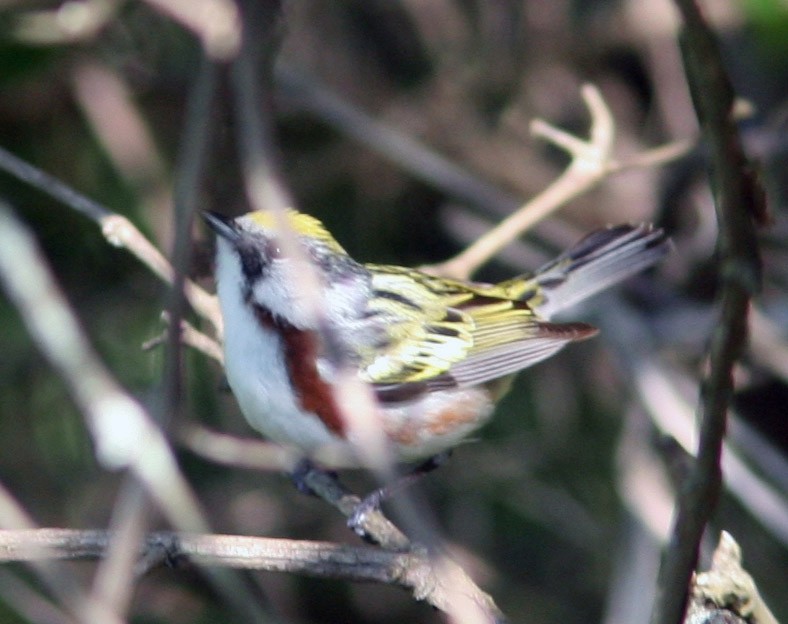 Chestnut-sided Warbler - ML159415481