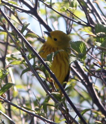 Northern Yellow Warbler - ML159415661