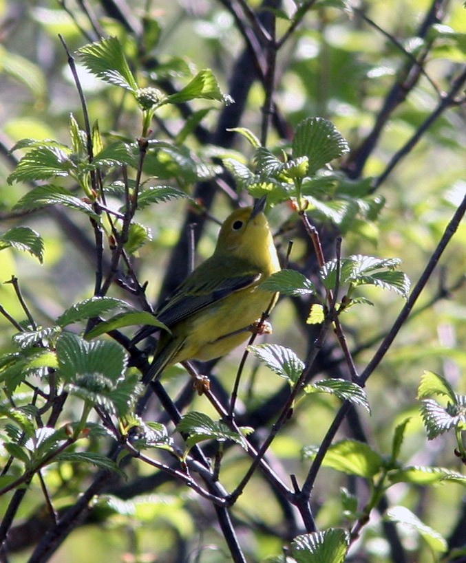 Northern Yellow Warbler - ML159415671