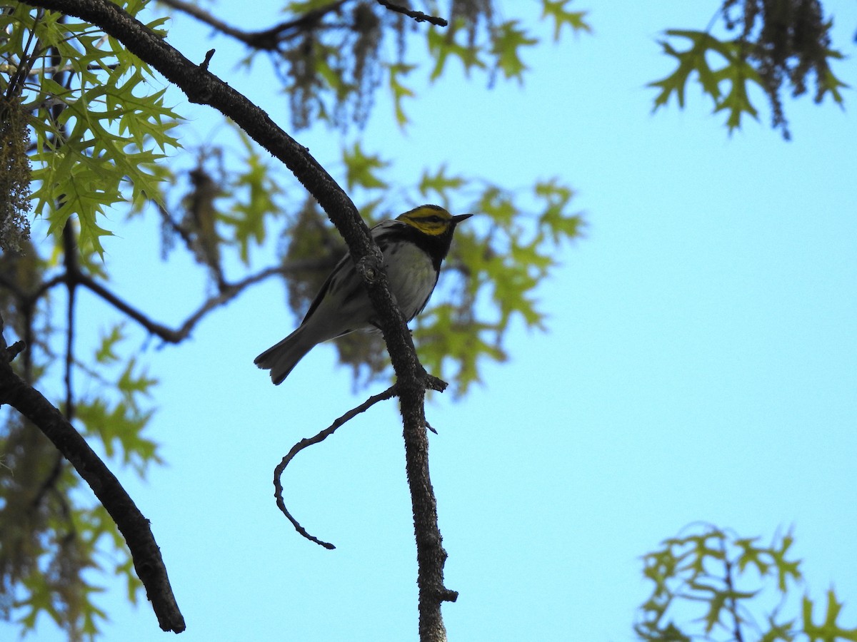Black-throated Green Warbler - ML159416081
