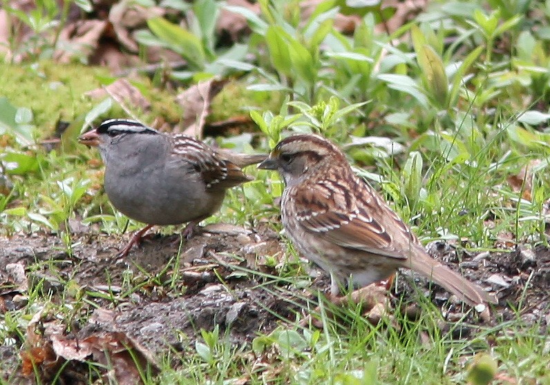 White-crowned Sparrow - Ed Sharron