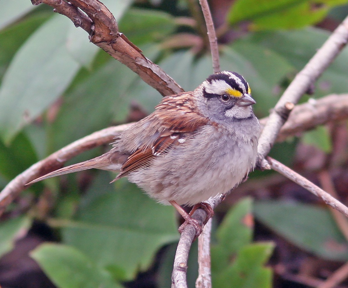 White-throated Sparrow - ML159416341
