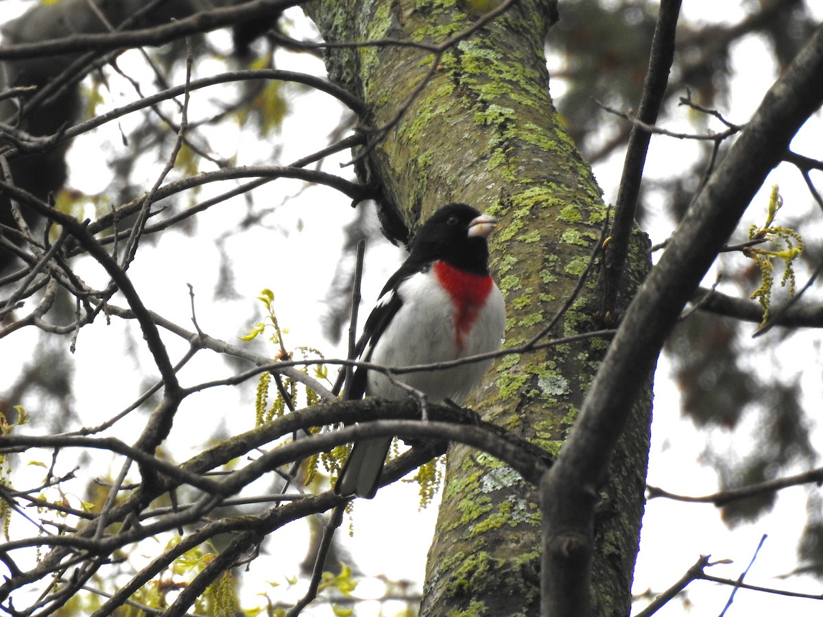 Rose-breasted Grosbeak - ML159416601