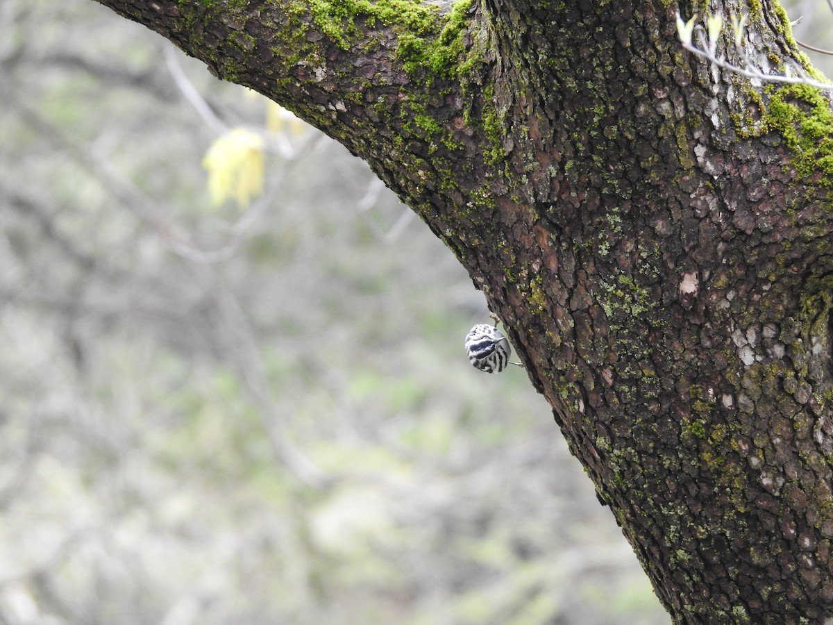 Black-and-white Warbler - ML159416951