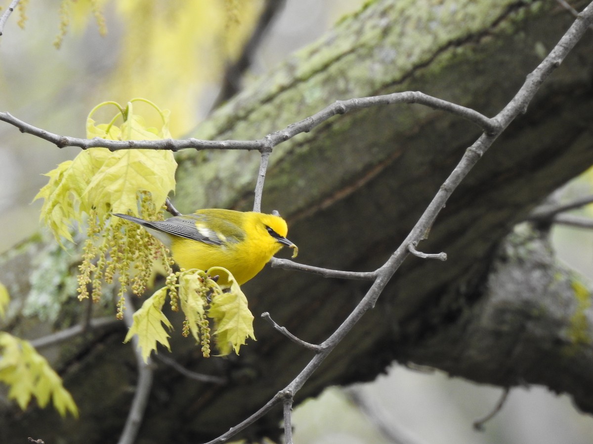 Blue-winged Warbler - ML159417031