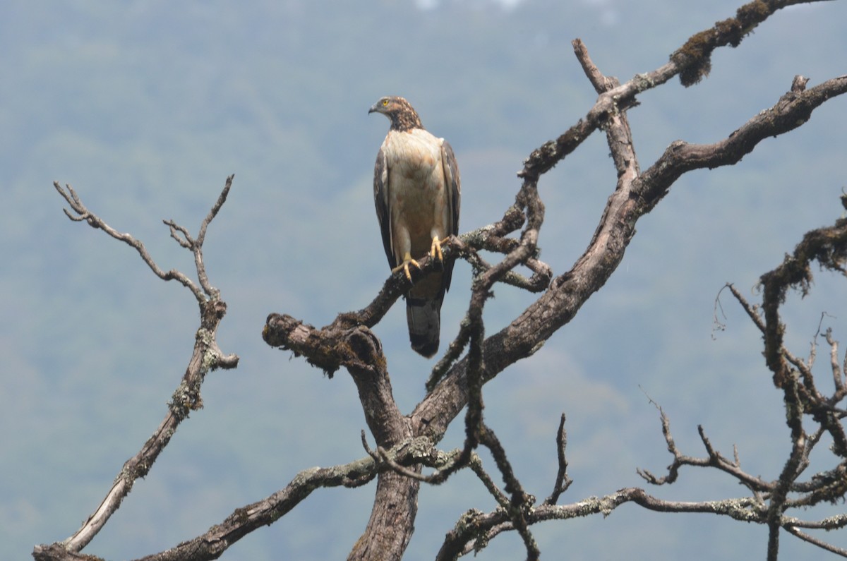 Schopfwespenbussard - ML159418001