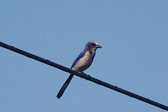 Florida Scrub-Jay - ML159418341