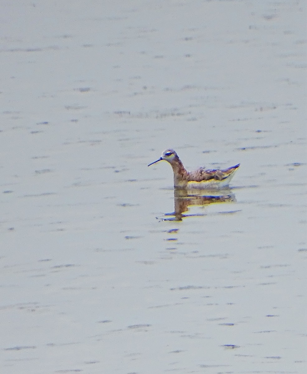 Falaropo Tricolor - ML159419361