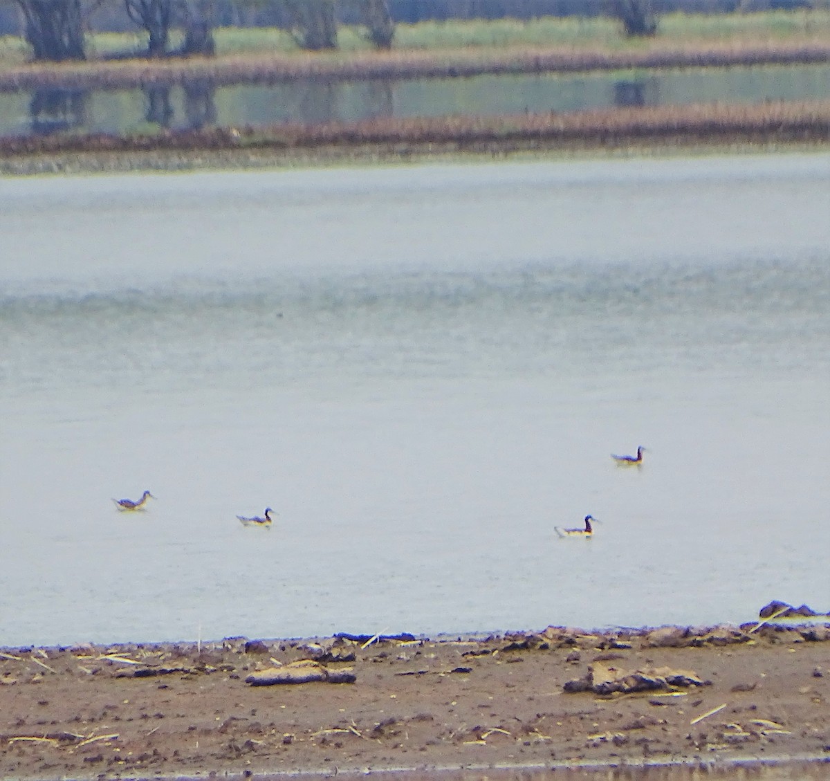 Wilson's Phalarope - ML159419431