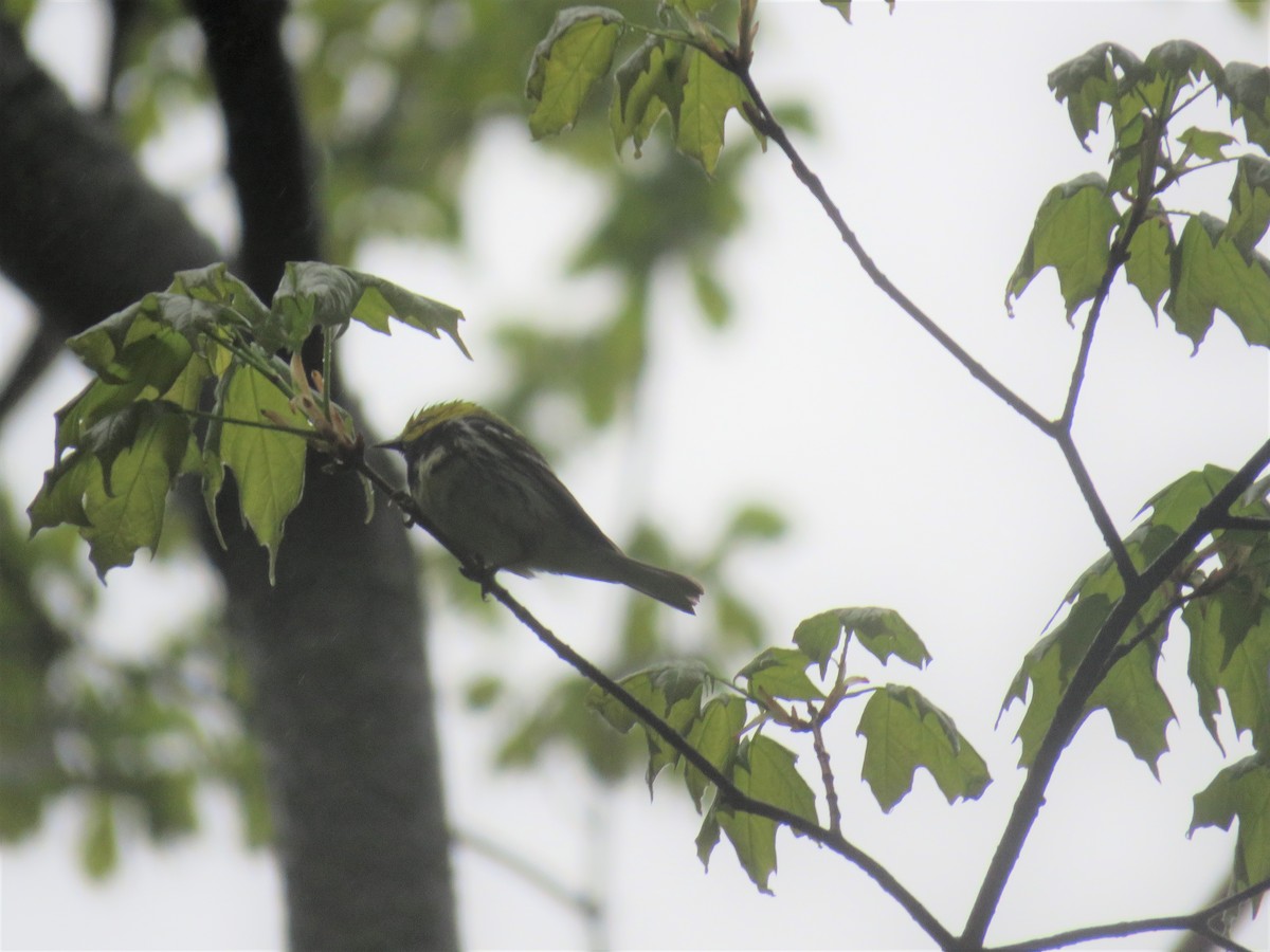 Black-throated Green Warbler - ML159419661