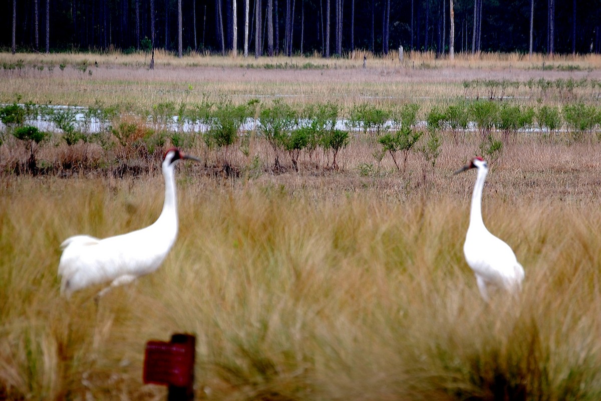 Whooping Crane - ML159420611