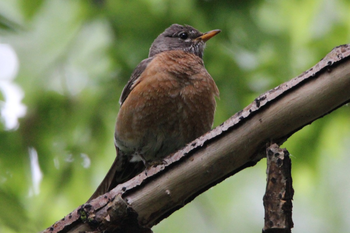 American Robin - ML159420971