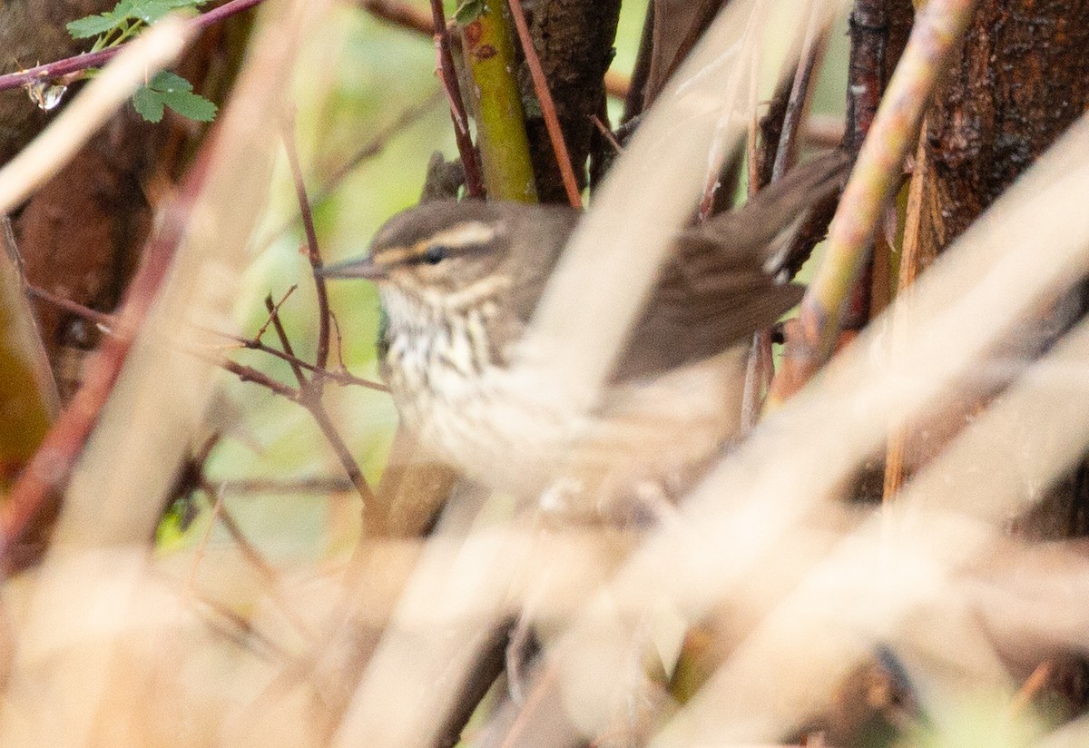 Northern Waterthrush - ML159421331