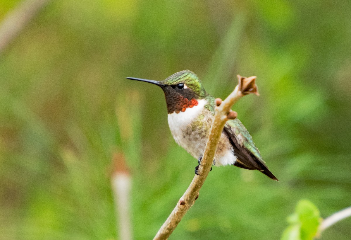 Ruby-throated Hummingbird - Moira Maus