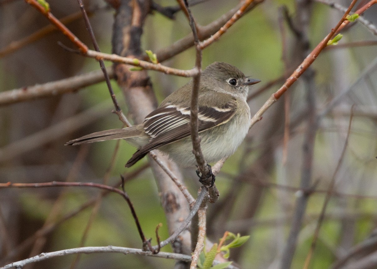Least Flycatcher - ML159421461