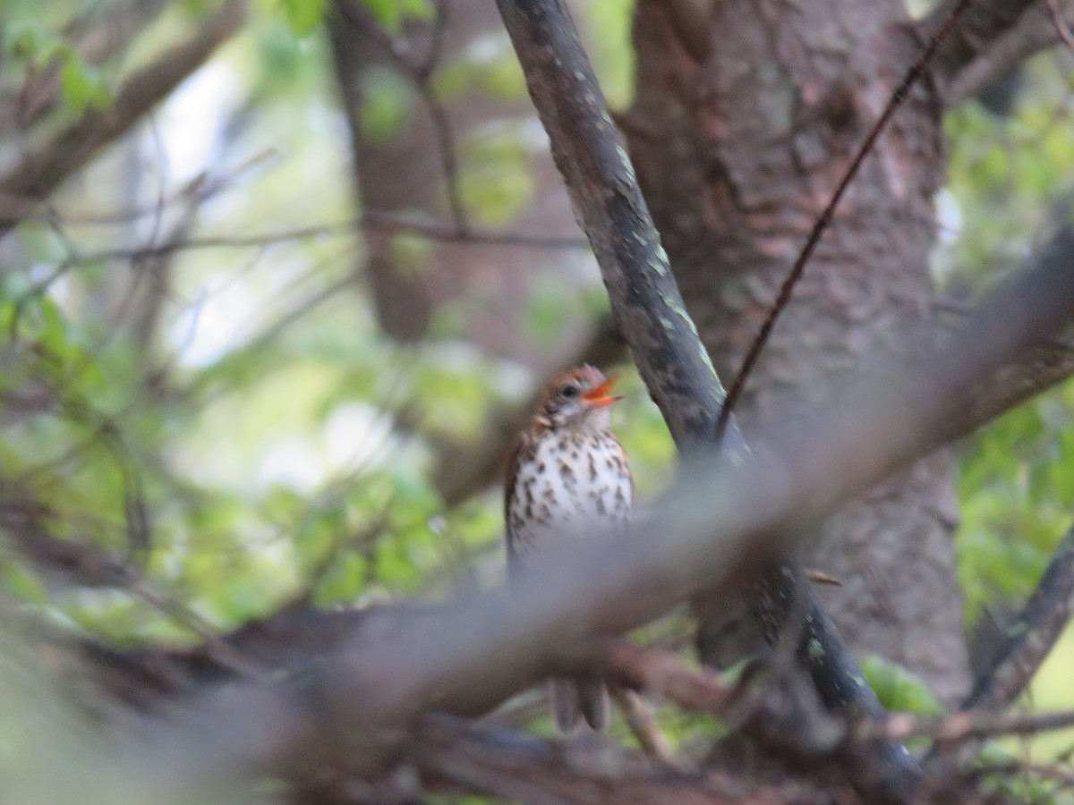 Wood Thrush - ML159421731