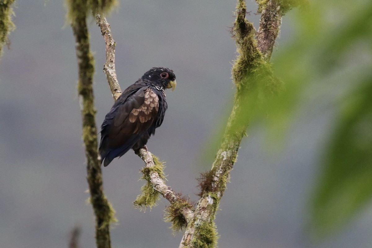 Bronze-winged Parrot - ML159422031