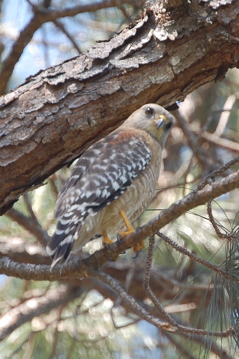 Red-shouldered Hawk - ML159422341