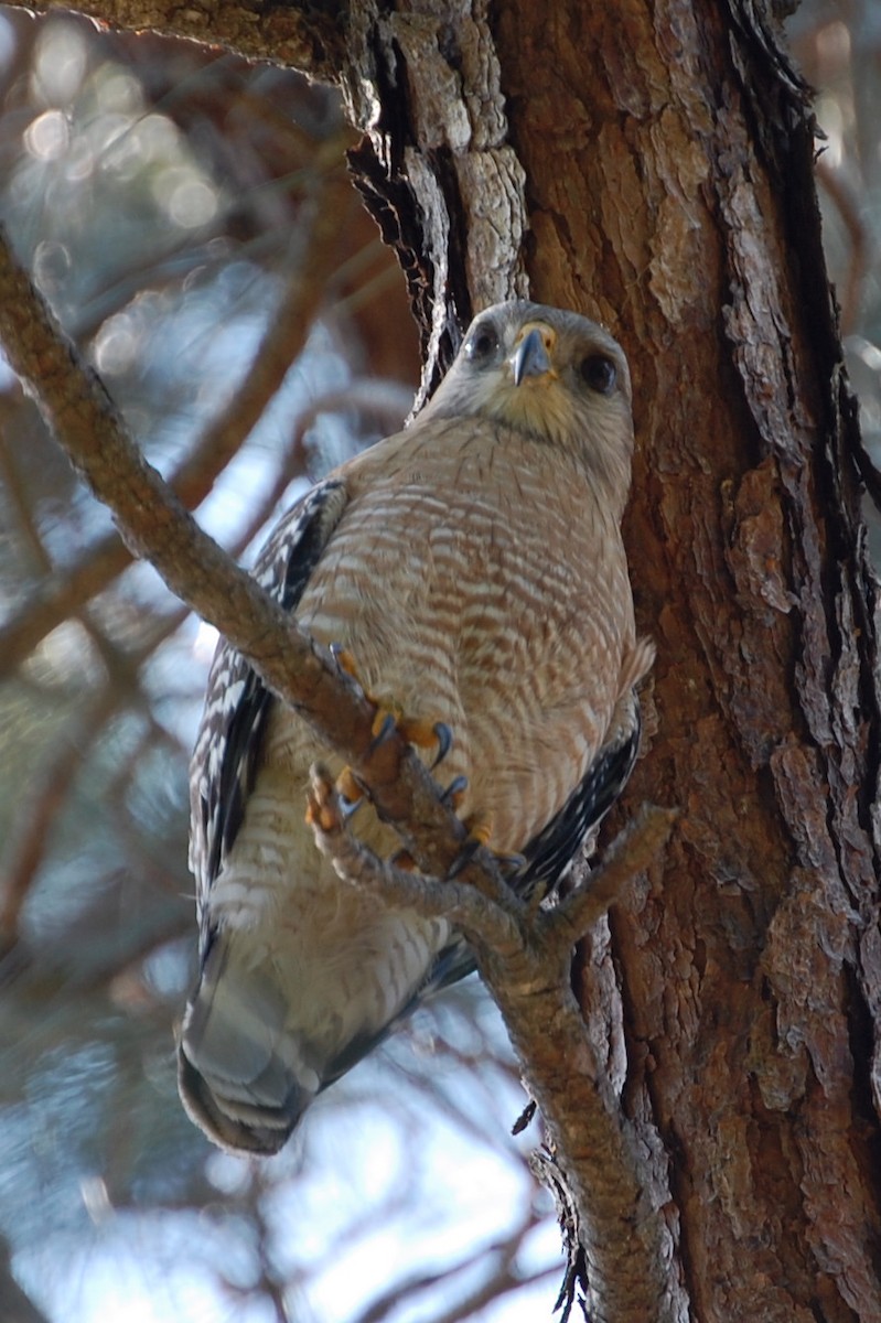 Red-shouldered Hawk - ML159422381