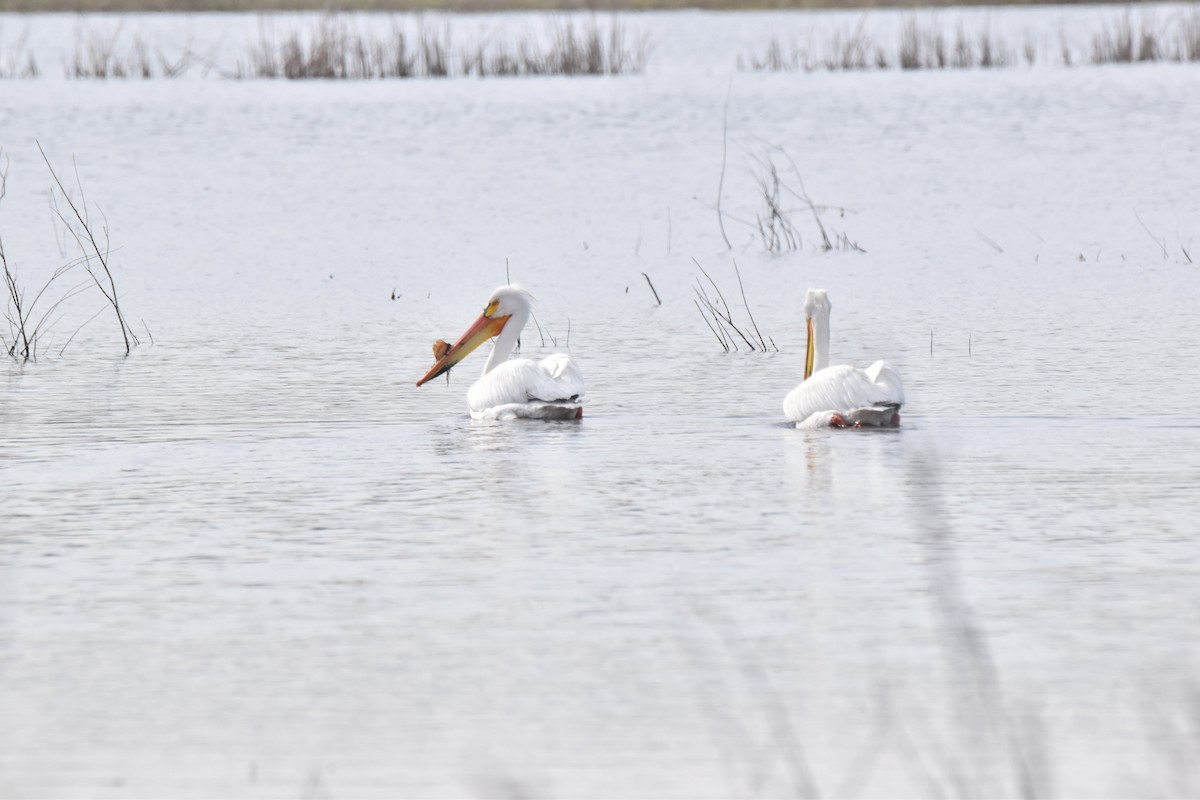 American White Pelican - ML159422701