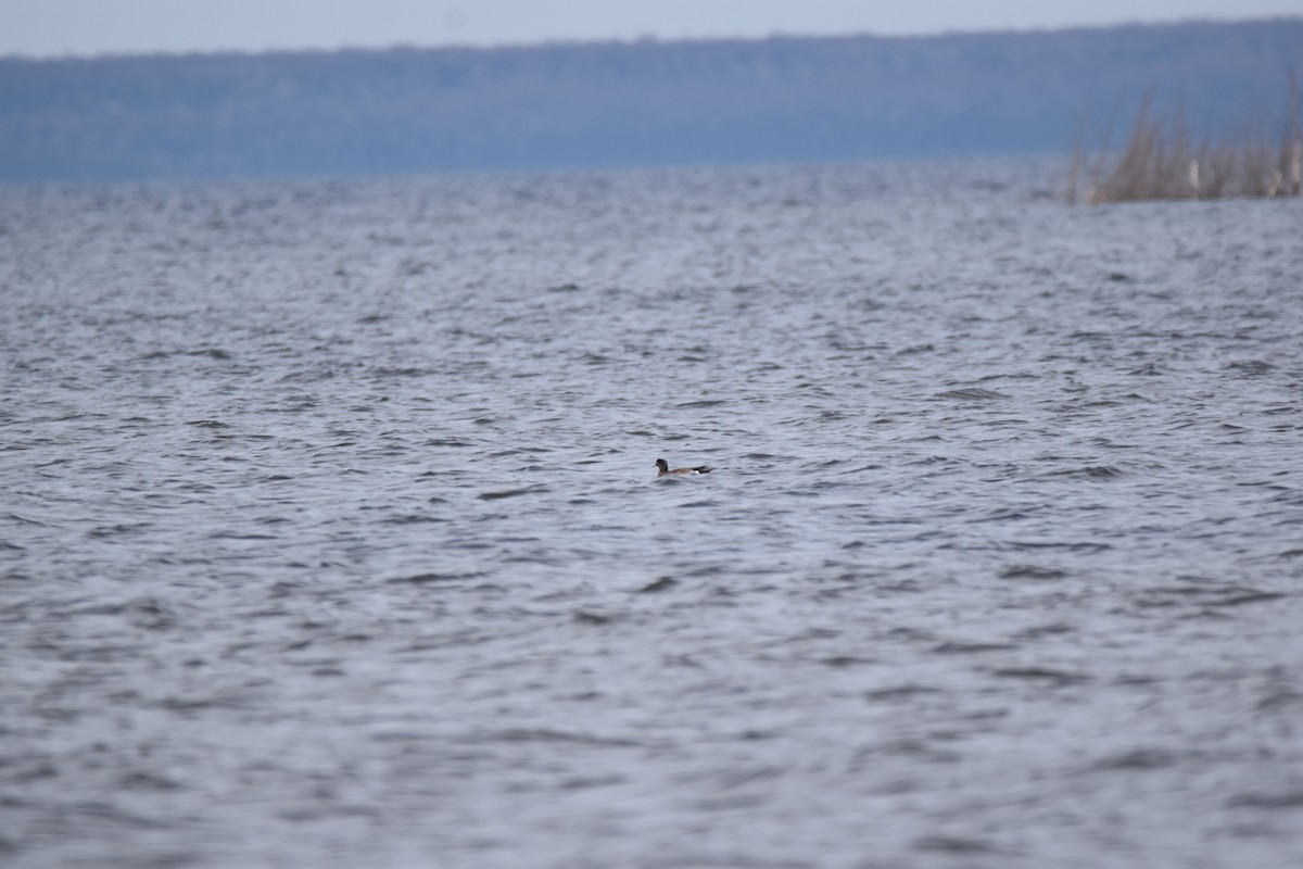 American Wigeon - ML159422921