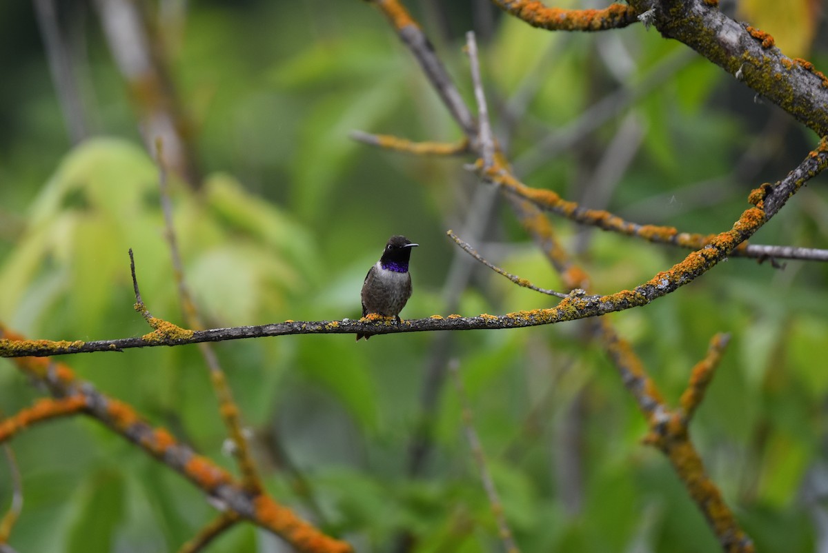 Black-chinned Hummingbird - ML159423181
