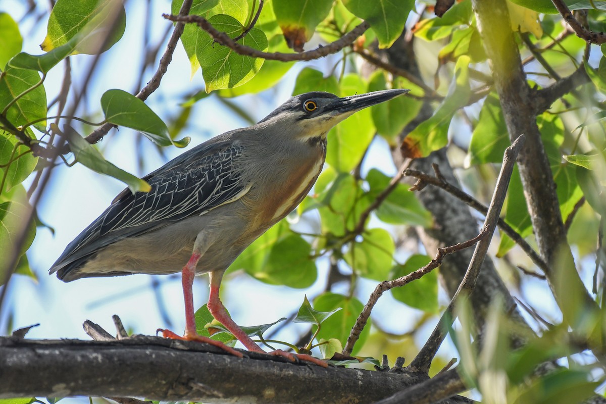 Striated Heron - ML159424921