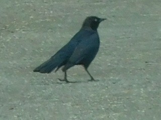 Brewer's Blackbird - ML159425611