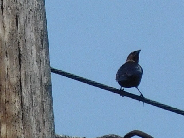 Brown-headed Cowbird - ML159426021