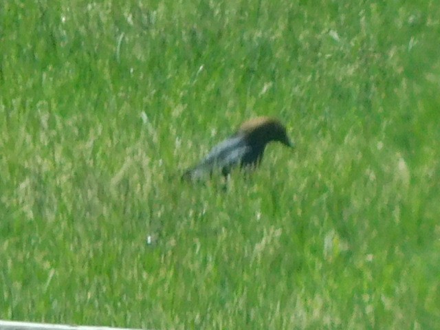 Brown-headed Cowbird - ML159426131