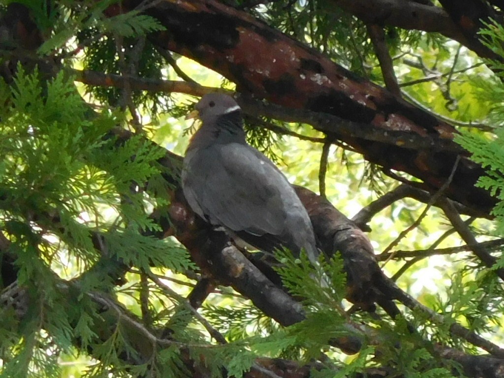 Band-tailed Pigeon - Hal Johnston