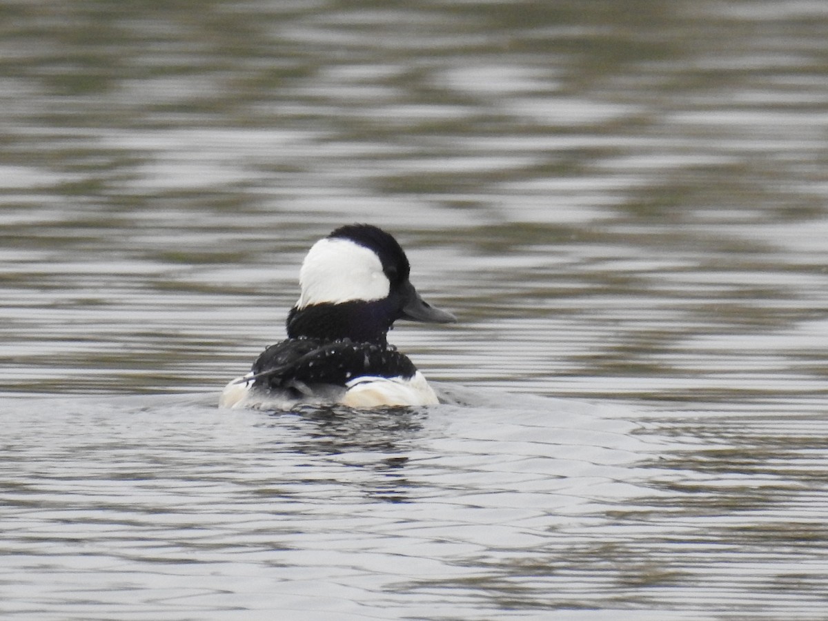 Bufflehead - Curt Davis