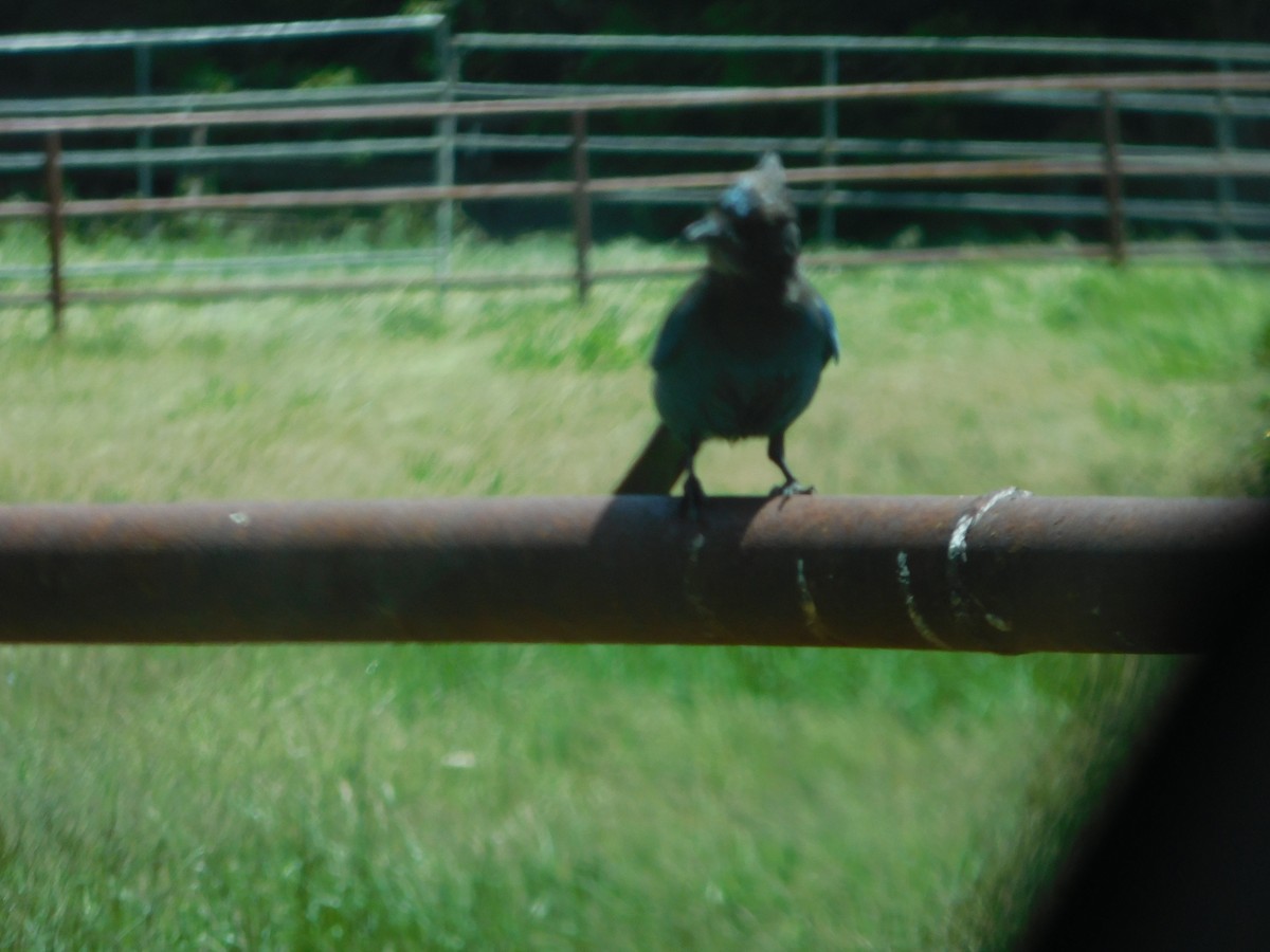 Steller's Jay - ML159427121