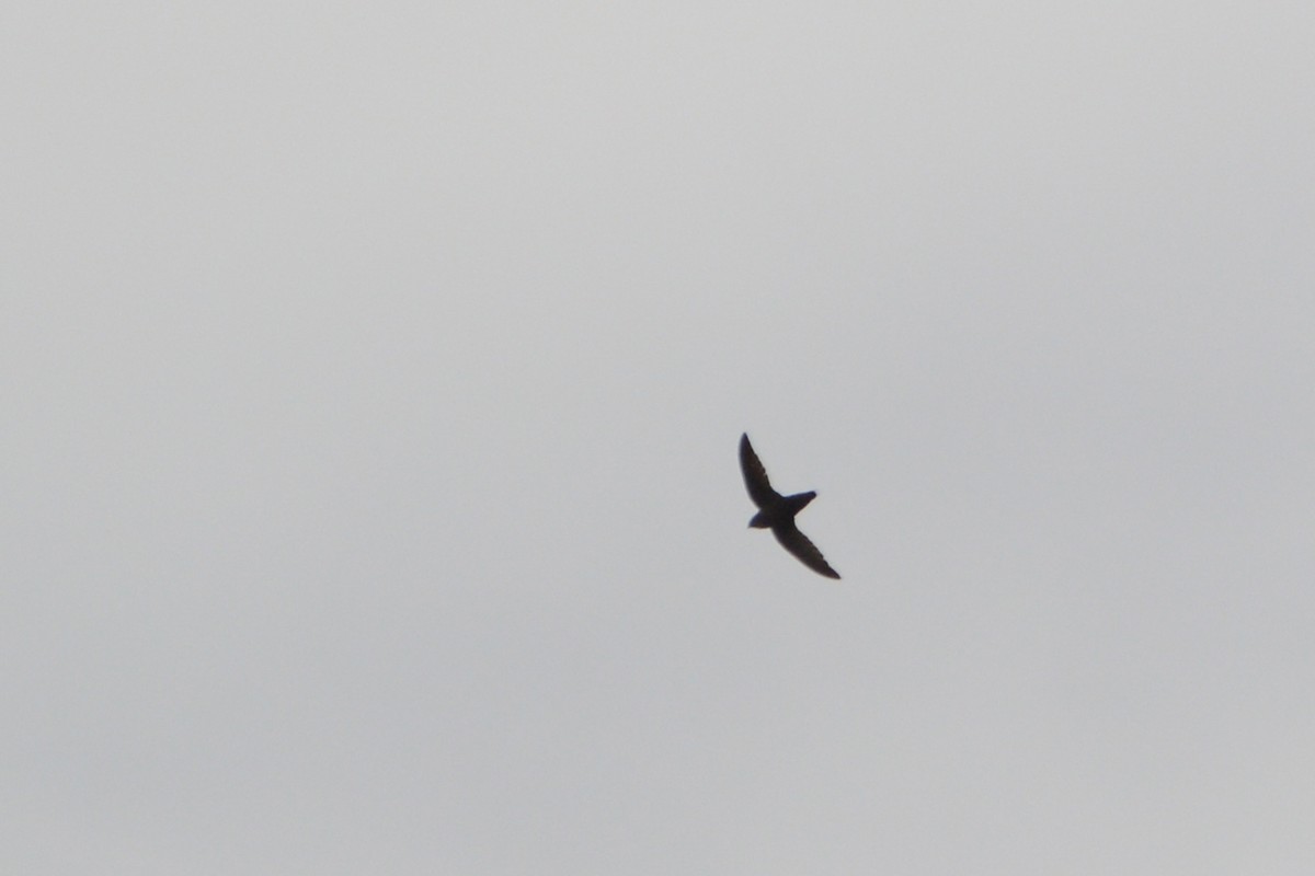 Chimney Swift - ML159428811